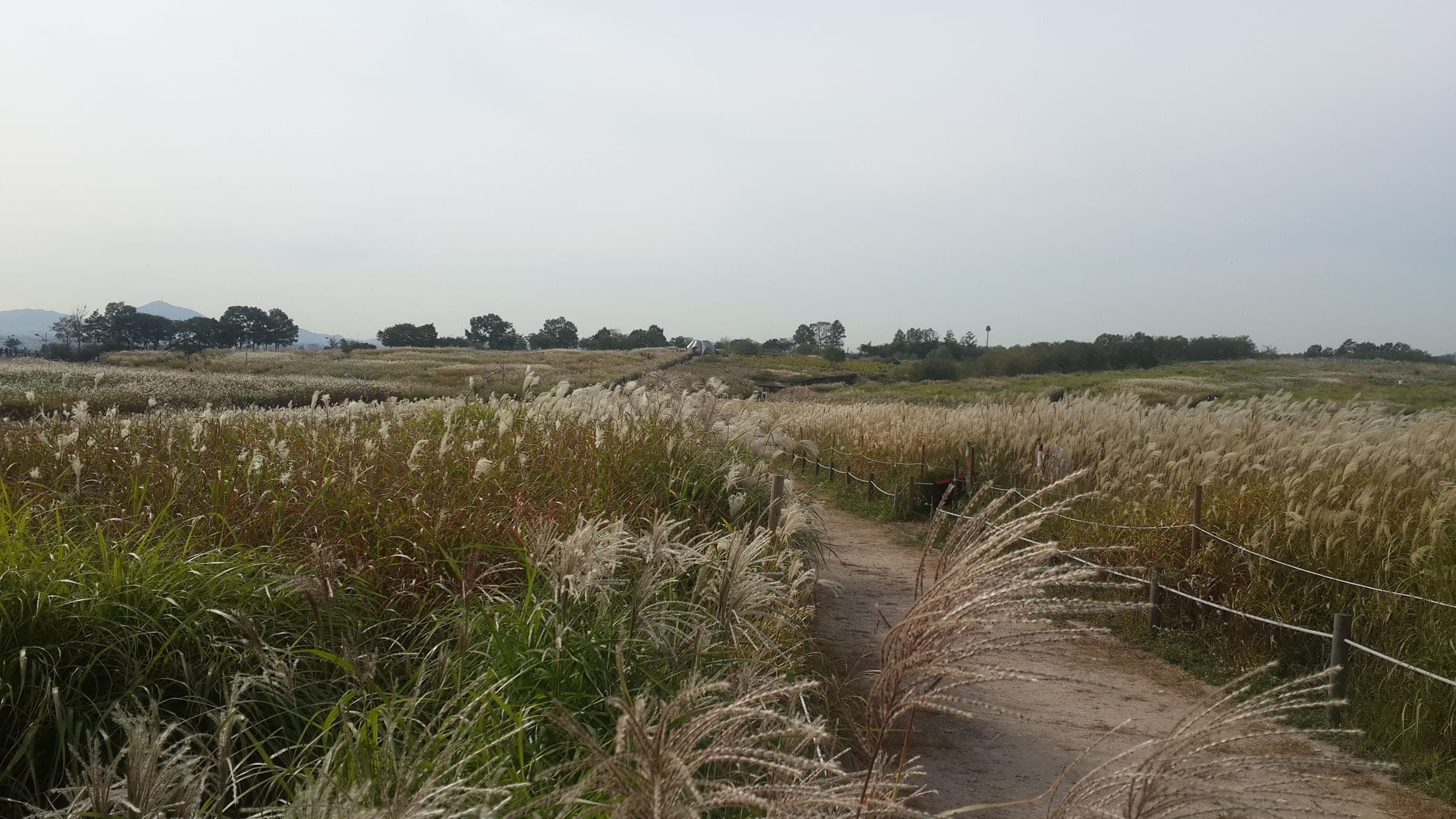 A path through tall silver grass on the plateau of Haneul Park in Seoul