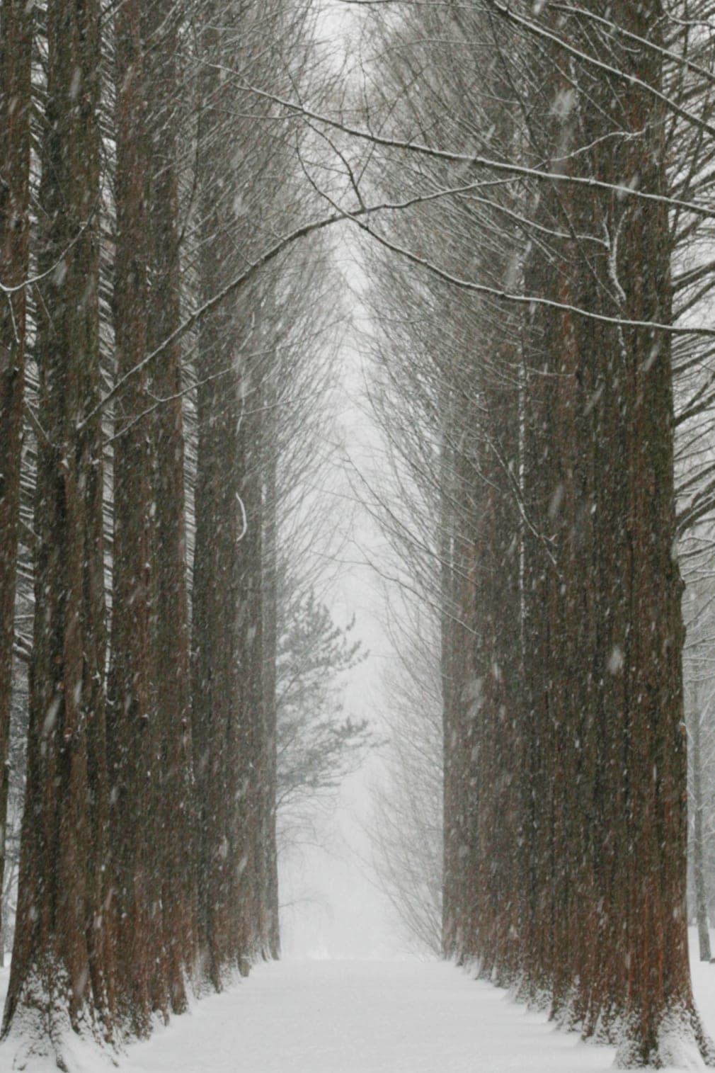 A snow-covered avenue between two rows of tall bare trees on Nami Island